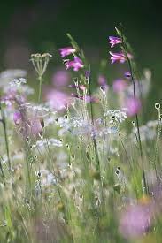 Attēlu rezultāti vaicājumam “Liliaceae”