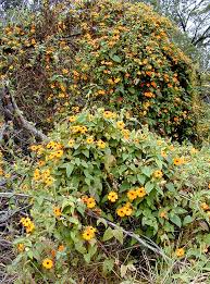 Image result for Thunbergia alata