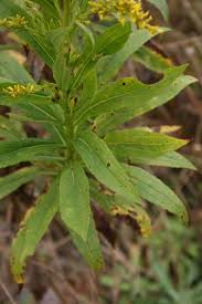 Attēlu rezultāti vaicājumam “Solidago canadensis leaf”