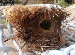 Attēlu rezultāti vaicājumam “Troglodytes troglodytes nest”