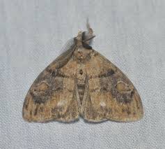 Attēlu rezultāti vaicājumam “Orgyia antiqua”