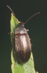 Attēlu rezultāti vaicājumam “Isomira murina”