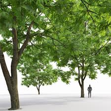 Attēlu rezultāti vaicājumam “Juglans mandshurica”