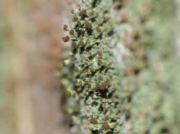 Attēlu rezultāti vaicājumam “Chaenotheca chlorella”