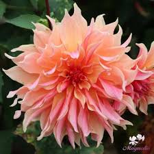 Image result for Dahlia Darkarin`