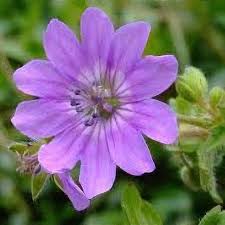 Attēlu rezultāti vaicājumam “Geranium pyrenaicum”