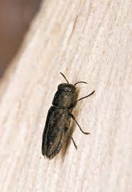 Attēlu rezultāti vaicājumam “Anthaxia quadripunctata”