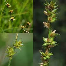 Attēlu rezultāti vaicājumam “Carex echinata”