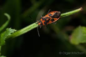 Attēlu rezultāti vaicājumam “Corizus hyoscyami”