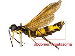 Attēlu rezultāti vaicājumam “Trichia ambigua stalked”