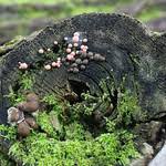 Attēlu rezultāti vaicājumam “Lycogala flavofuscum sessile”