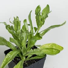 Attēlu rezultāti vaicājumam “Calendula officinalis leaf”