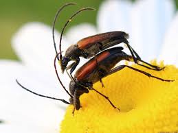 Attēlu rezultāti vaicājumam “Stenurella melanura”