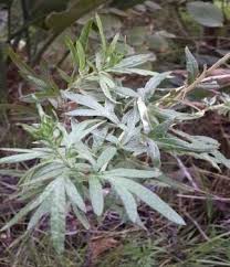 Attēlu rezultāti vaicājumam “Artemisia vulgaris leaf”