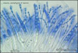 Attēlu rezultāti vaicājumam “Coenogonium pineti”
