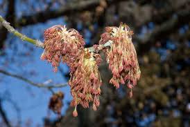 Attēlu rezultāti vaicājumam “Acer negundo female flower”