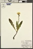 Attēlu rezultāti vaicājumam “Sonchus arvensis subsp. uliginosus”