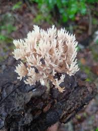 Attēlu rezultāti vaicājumam “Lentaria”