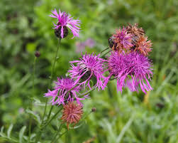 Image result for Flockenblume