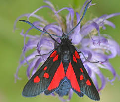 Attēlu rezultāti vaicājumam “Zygaena lonicerae”