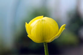 Attēlu rezultāti vaicājumam “Trollius europaeus”