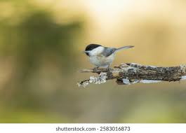 Attēlu rezultāti vaicājumam “Poecile montanus”