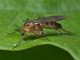 Attēlu rezultāti vaicājumam “Mycetophilidae”