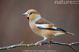 Attēlu rezultāti vaicājumam “Coccothraustes coccothraustes”