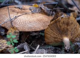 Attēlu rezultāti vaicājumam “Lepista sp.”