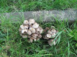 Attēlu rezultāti vaicājumam “Physarum obscurum sessile”