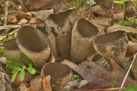 Attēlu rezultāti vaicājumam “Craterium minutum cf. var. brunneum stalked”