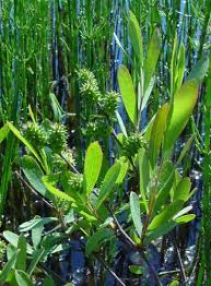 Attēlu rezultāti vaicājumam “Myrica gale fruit”