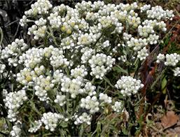 Attēlu rezultāti vaicājumam “Gnaphalium sylvaticum flower”