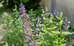 Image result for Katzenminze