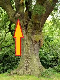 Attēlu rezultāti vaicājumam “Aurantiporus fissilis”