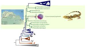 Attēlu rezultāti vaicājumam “Didymium crustaceum plasmodium”
