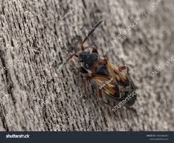 Attēlu rezultāti vaicājumam “Scolopostethus thomsoni”