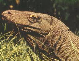 Attēlu rezultāti vaicājumam “Reptilia”