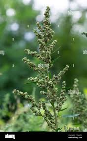 Image result for Chenopodium album