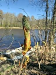 Attēlu rezultāti vaicājumam “Tussilago farfara bud”
