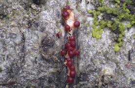 Attēlu rezultāti vaicājumam “Orthotrichum cupulatum var. riparium”