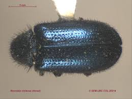 Attēlu rezultāti vaicājumam “Necrobia violacea”