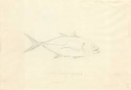 Image result for Caranx hippos