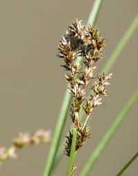 Attēlu rezultāti vaicājumam “Carex paniculata”