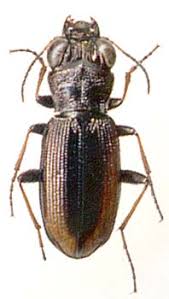 Attēlu rezultāti vaicājumam “Notiophilus germinyi”