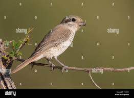 Image result for Lanius isabellinus