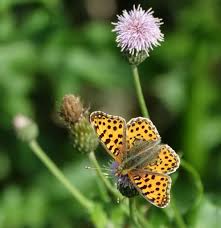 Attēlu rezultāti vaicājumam “Issoria lathonia”