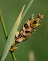 Attēlu rezultāti vaicājumam “Carex panicea”