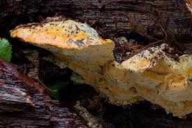 Attēlu rezultāti vaicājumam “Hapalopilus croceus”