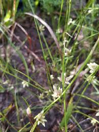 Attēlu rezultāti vaicājumam “Eleocharis uniglumis leaf”